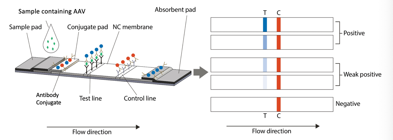 AAV lateral flow strip