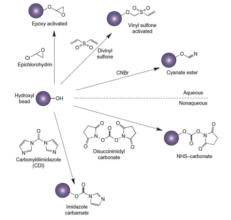 Hydroxyl-containing particles conjugation