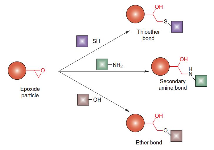 Particles containing reactive epoxy groups conjugation