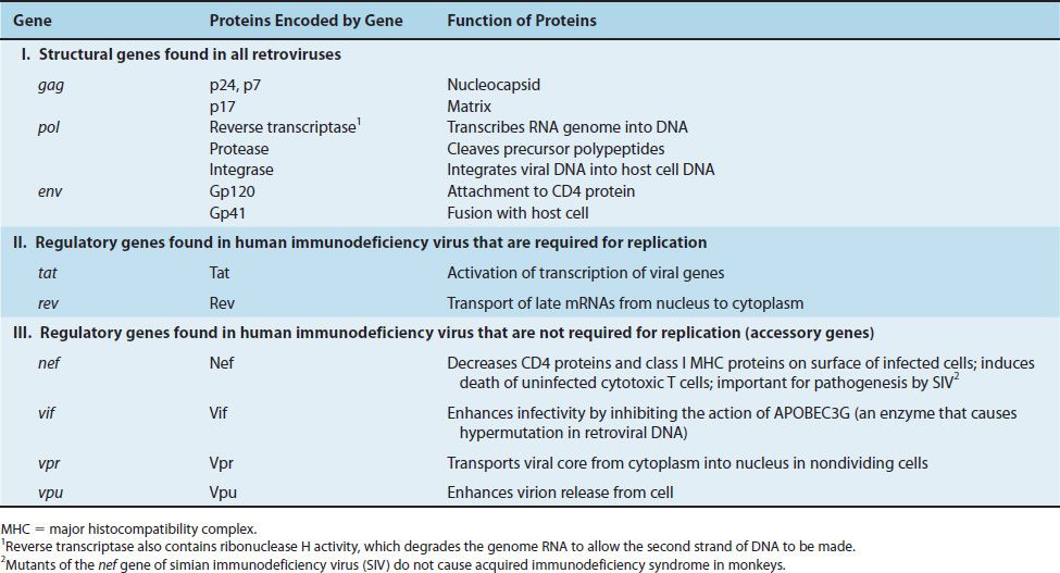 Genes_and_Proteins_of_Human_Immunodeficiency_Virus