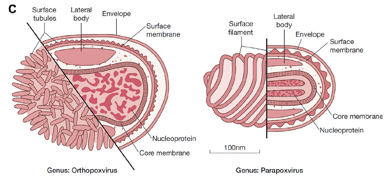 Genus Parapoxvirus