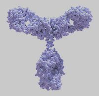 Isotype Antibody