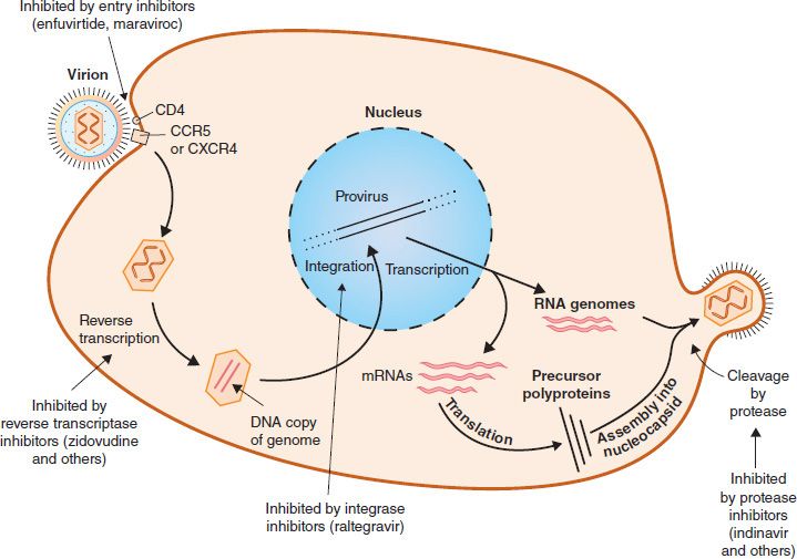 Replicative_cycle_of_human_immunodeficiency_virus_HIV