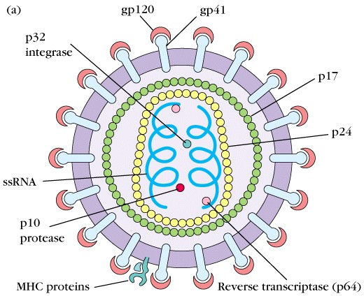 Structure_of_HIV