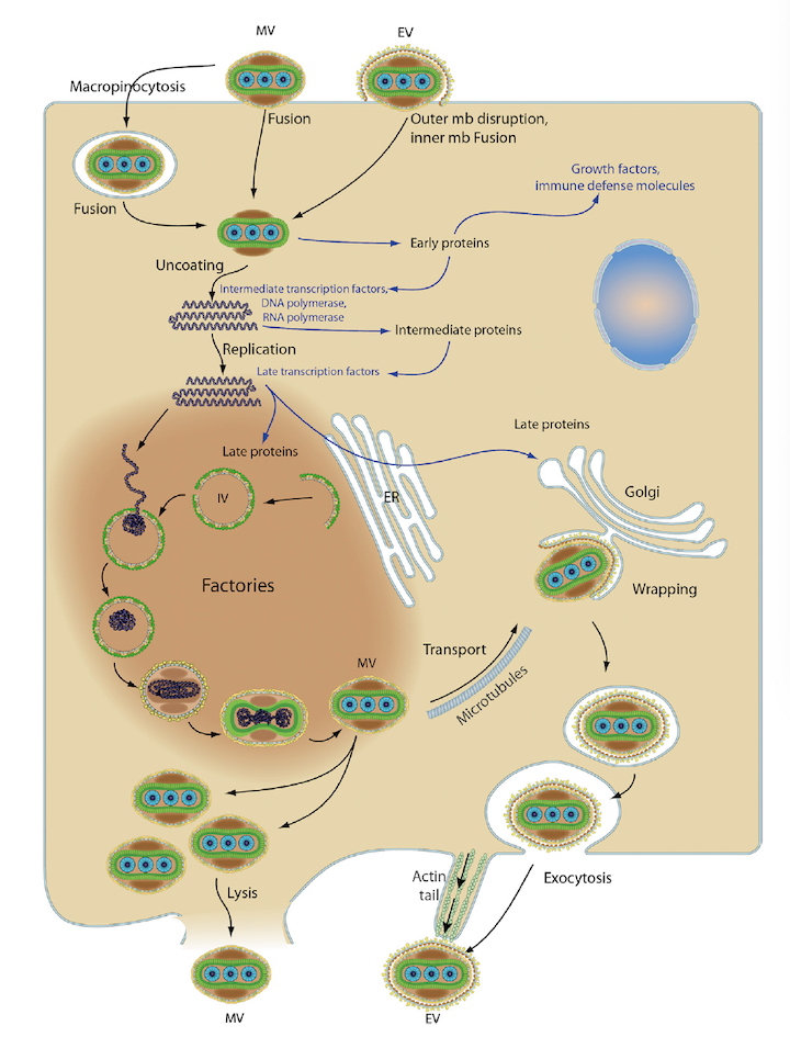 The replication cycle of vaccinia virus